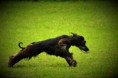 /album/windhunde-coursing/a1-3-jpg/
